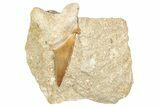 Large Otodus Shark Tooth Fossil in Rock - Morocco #273649-1